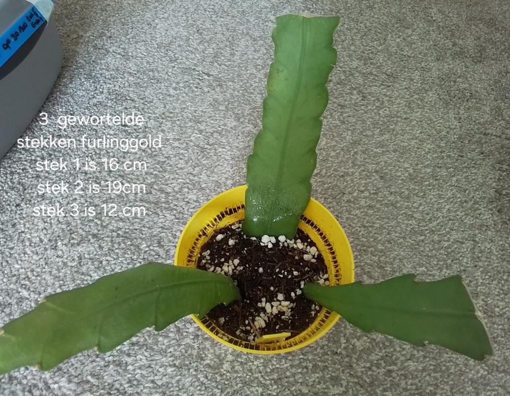 3 gewortelde epiphyllum furhling gold stekken, Huis en Inrichting, Kamerplanten, Minder dan 100 cm, Halfschaduw, Ophalen of Verzenden
