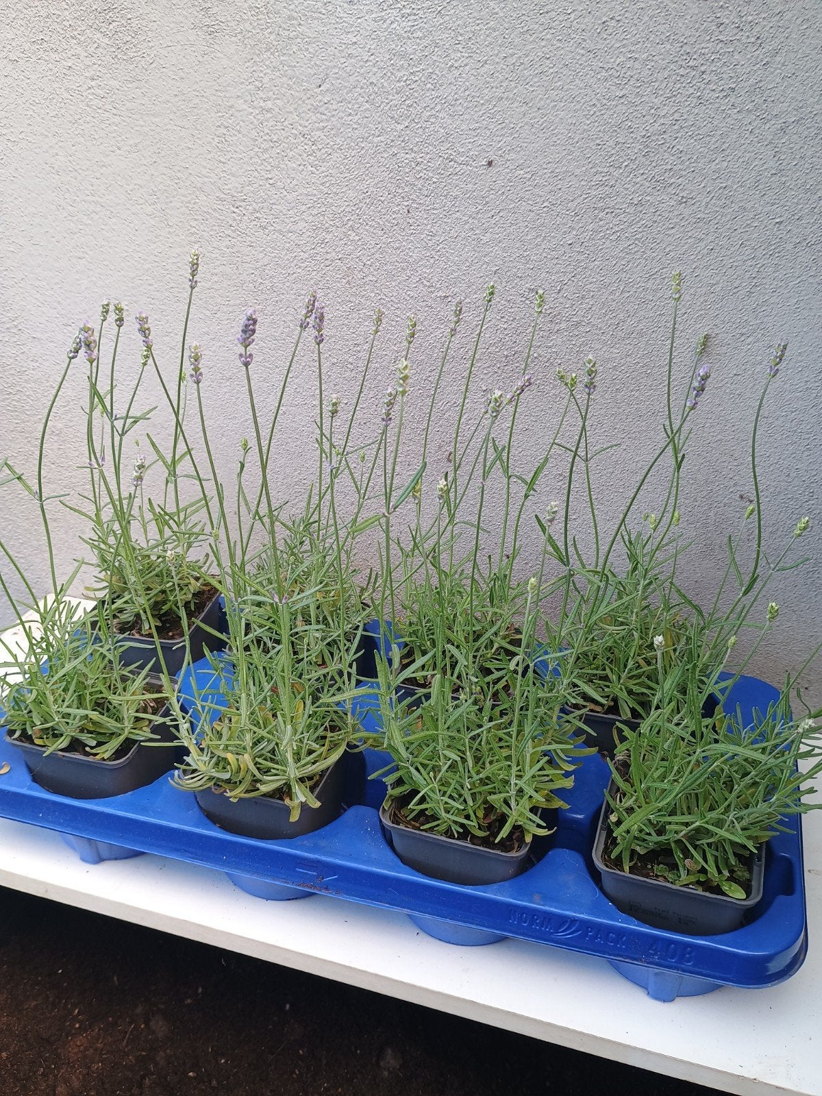 Te koop diverse lavendel planten, Ophalen, Overige soorten, Volle zon