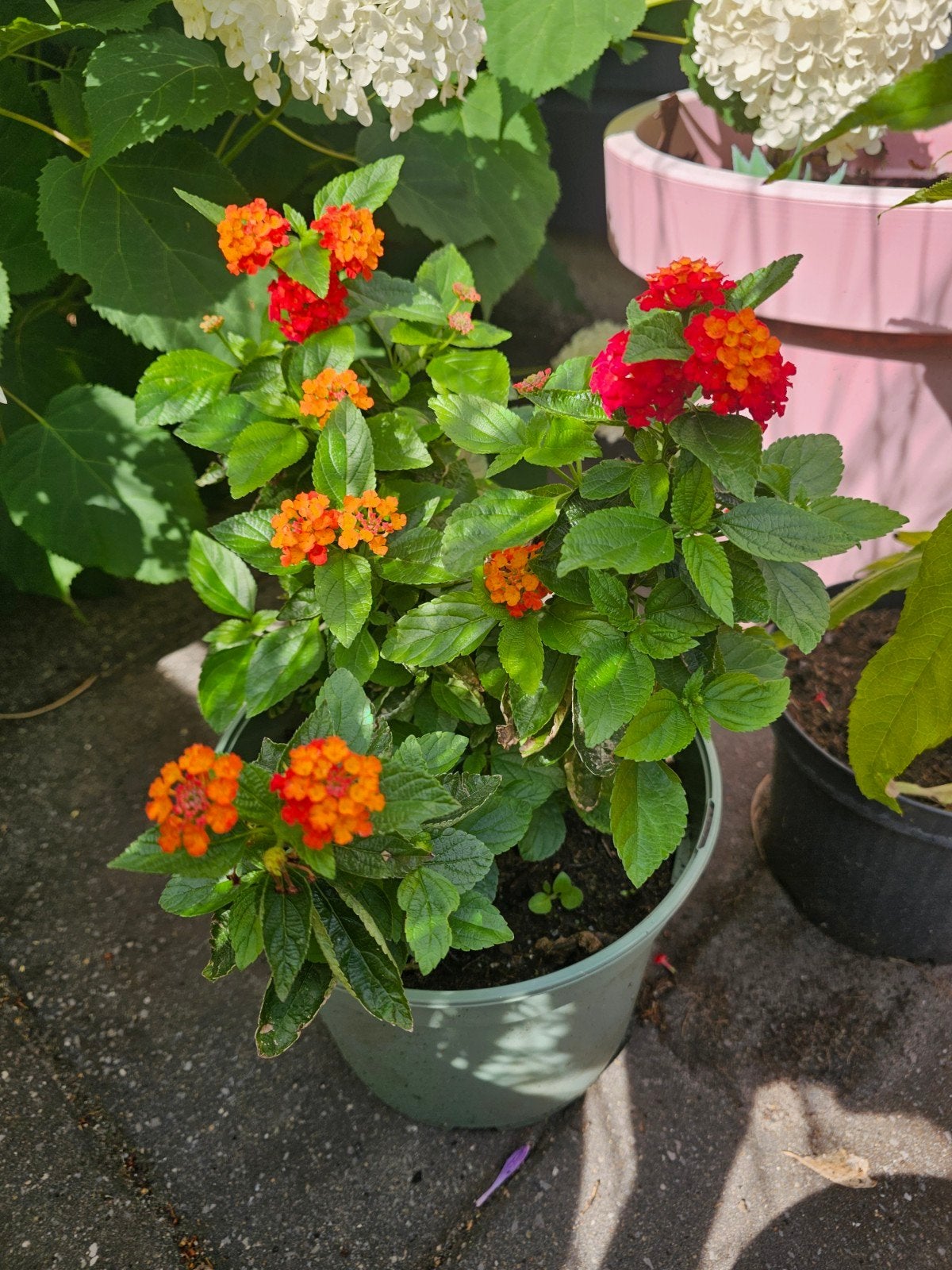 Mooie lantana en meer 4,95 pst, Tuin en Terras, Planten | Tuinplanten, Ophalen, Vaste plant, Overige soorten, Volle zon