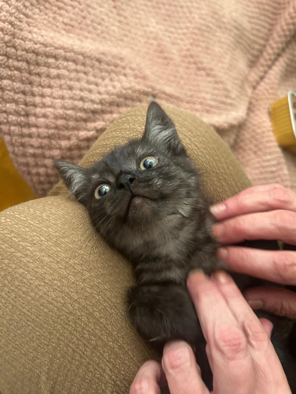 Halve Ragdoll x lange britse, Dieren en Toebehoren, Kater, Ontwormd, 0 tot 2 jaar