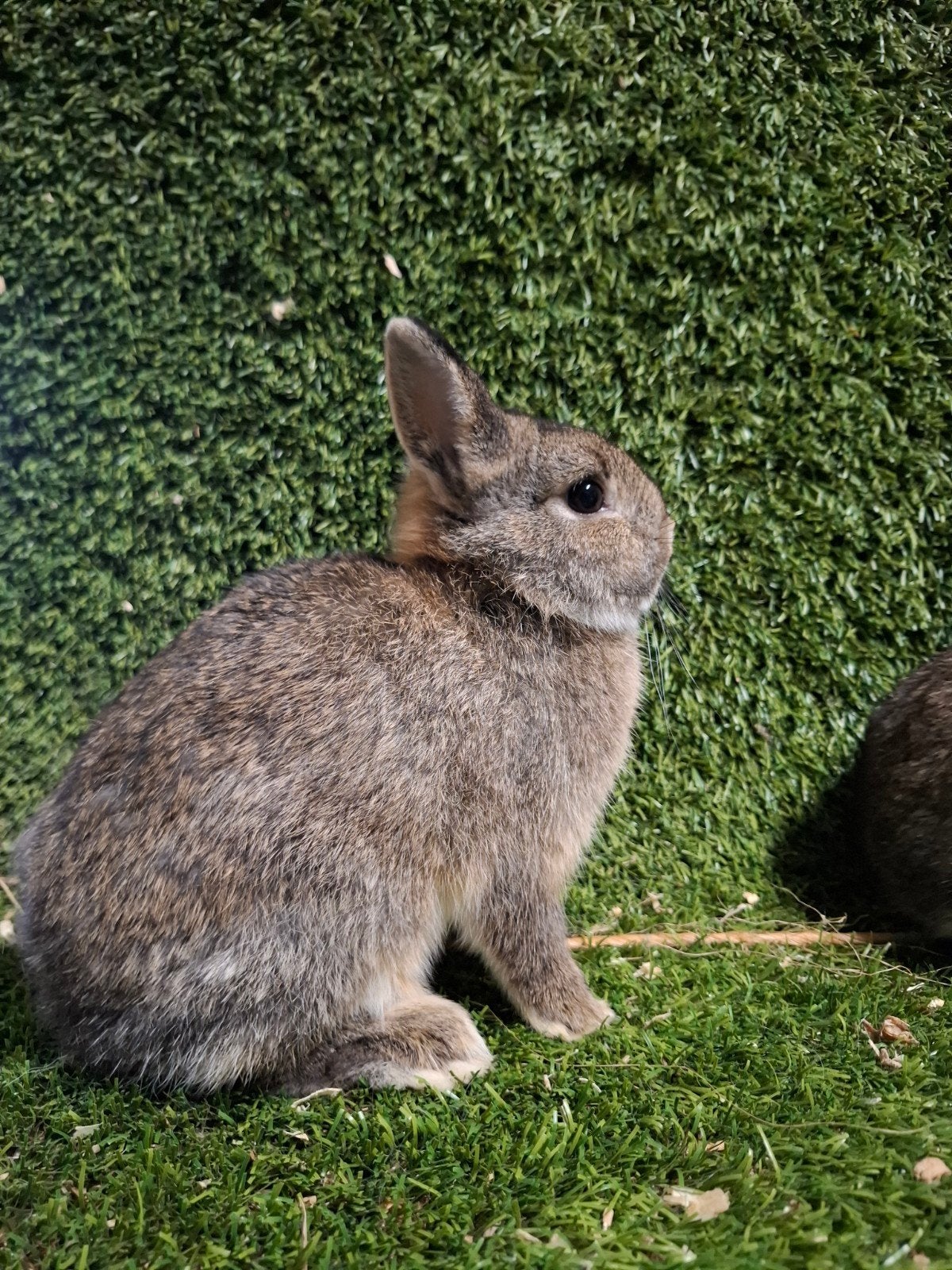 Kleurdwerg konijngrijs rammen, Dieren en Toebehoren, Konijnen, Mannelijk, Dwerg, 0 tot 2 jaar