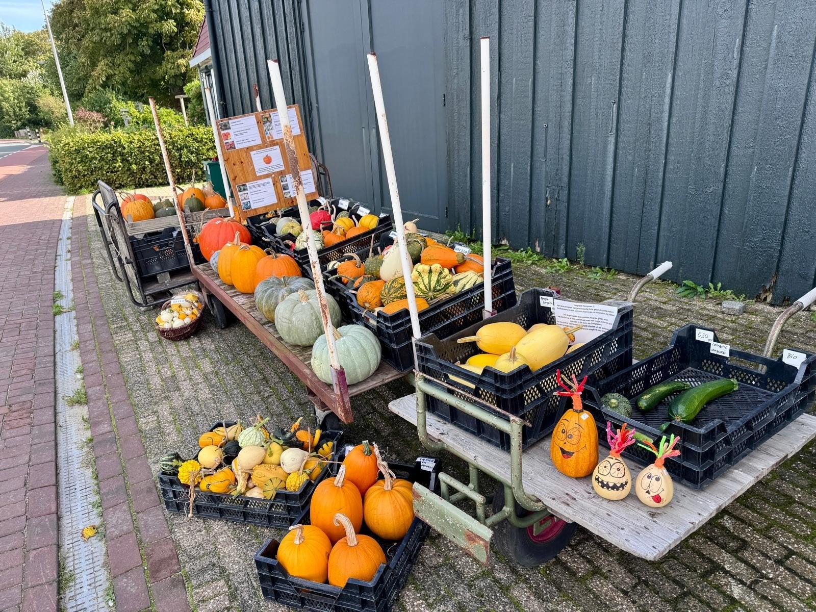 fleurige onbespoten pompoenen(ook eetbaar) tomaatjes enz, Ophalen, Overige soorten, Volle zon