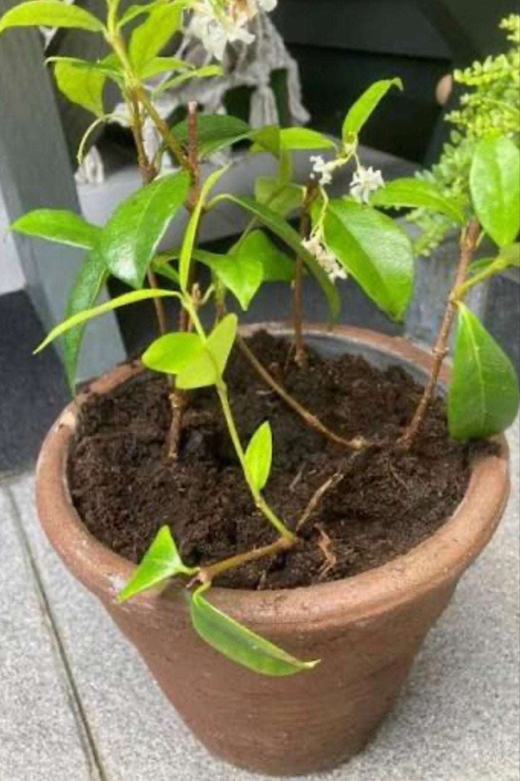 Biologisch Toscaanse jasmijn (wittebloem), Overige soorten, Vaste plant, Ophalen of Verzenden, Halfschaduw