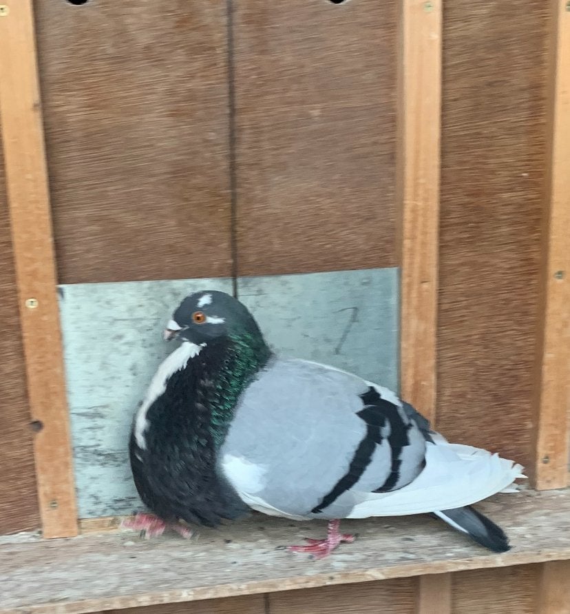 Doffer, Dieren en Toebehoren, Vogels | Duiven, Mannelijk, Kropper