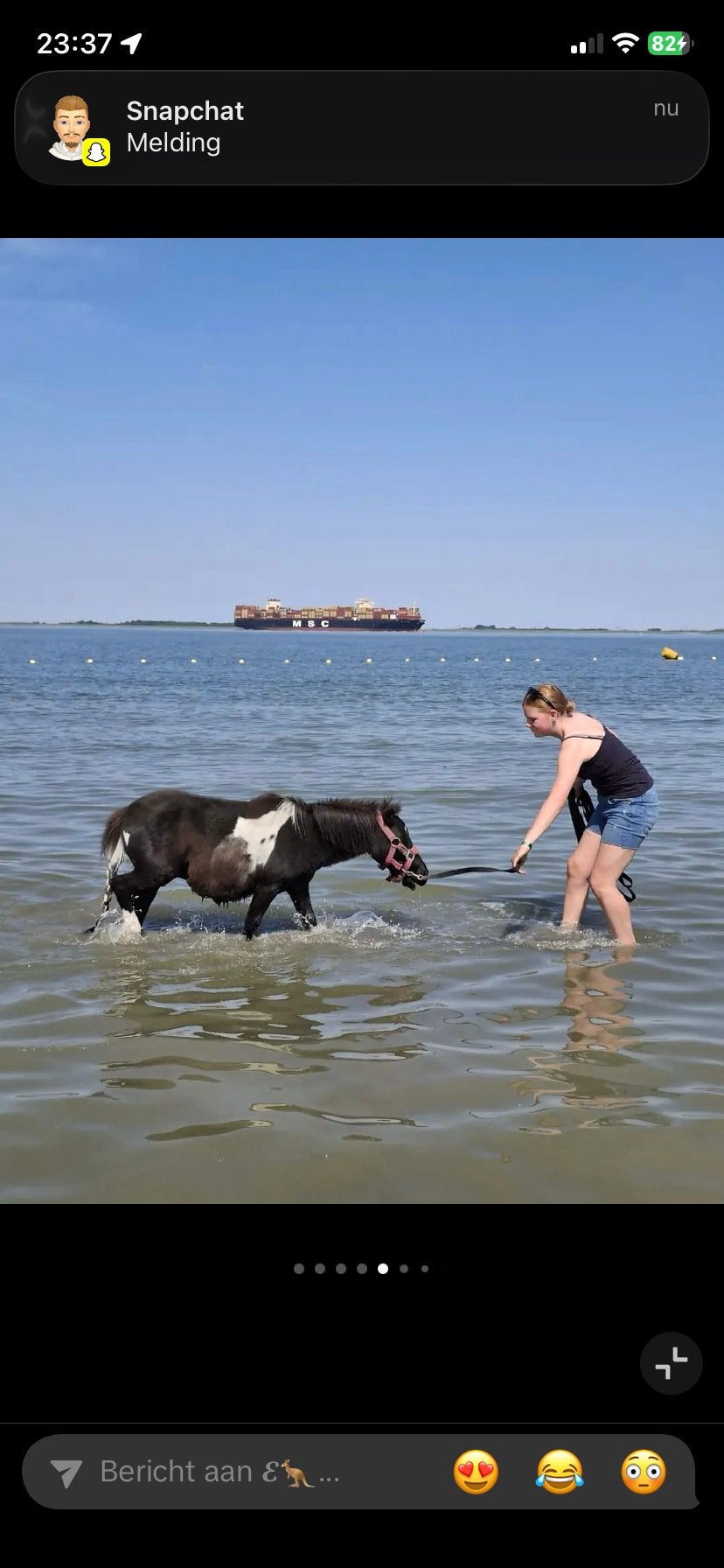 Shetlander vlekkie, Dieren en Toebehoren, Pony's, Ruin, Onbeleerd, A pony (tot 1.17m), 3 tot 6 jaar, Ingeënt