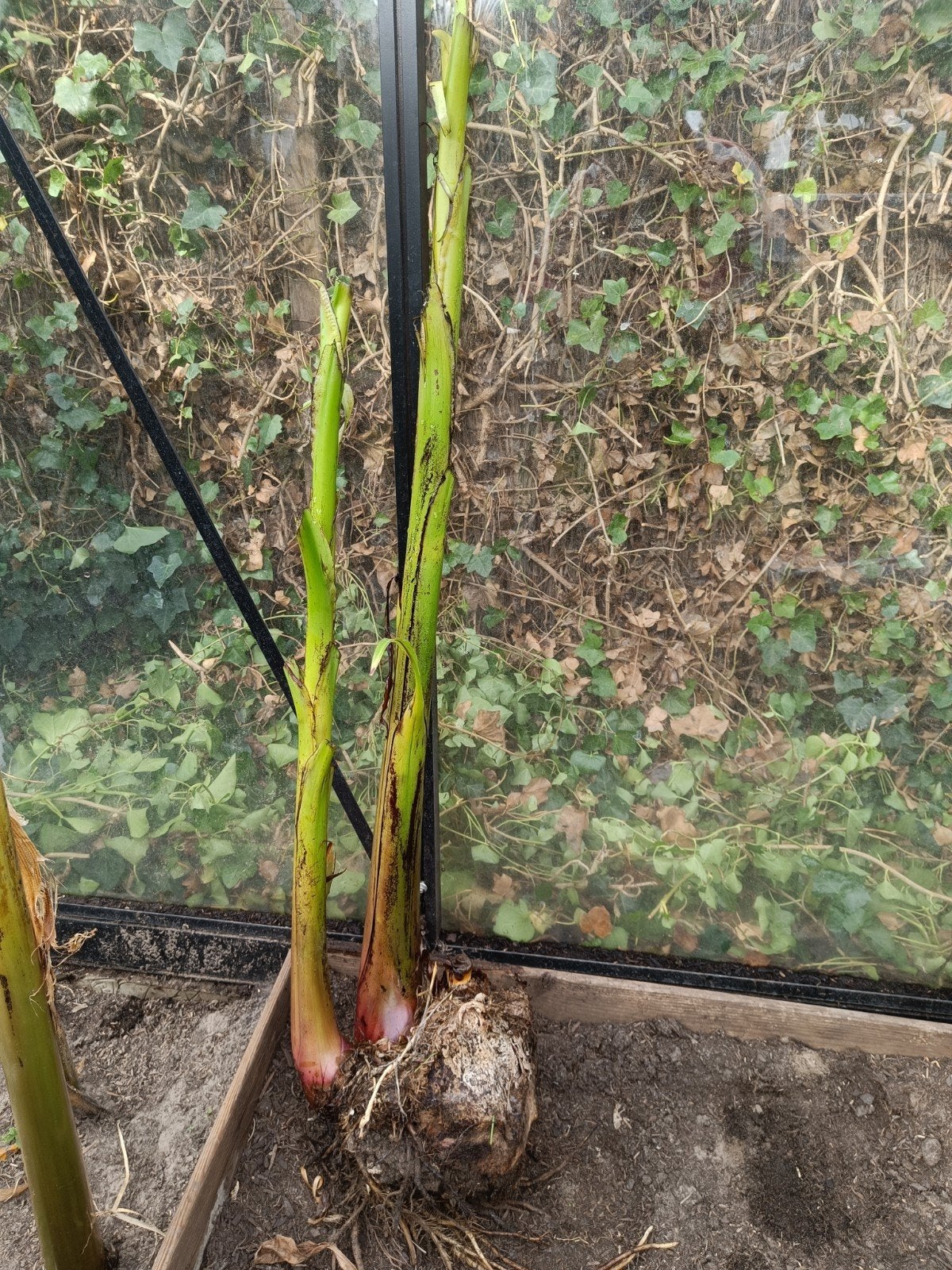 Musa Basjoo bananenplant 1.4m dubbele stek!, Meerdere dieren, Kip