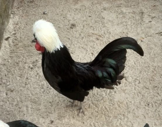 Gezocht Nederlands kuifhoen kriel haan, Dieren en Toebehoren, Mannelijk, Kip