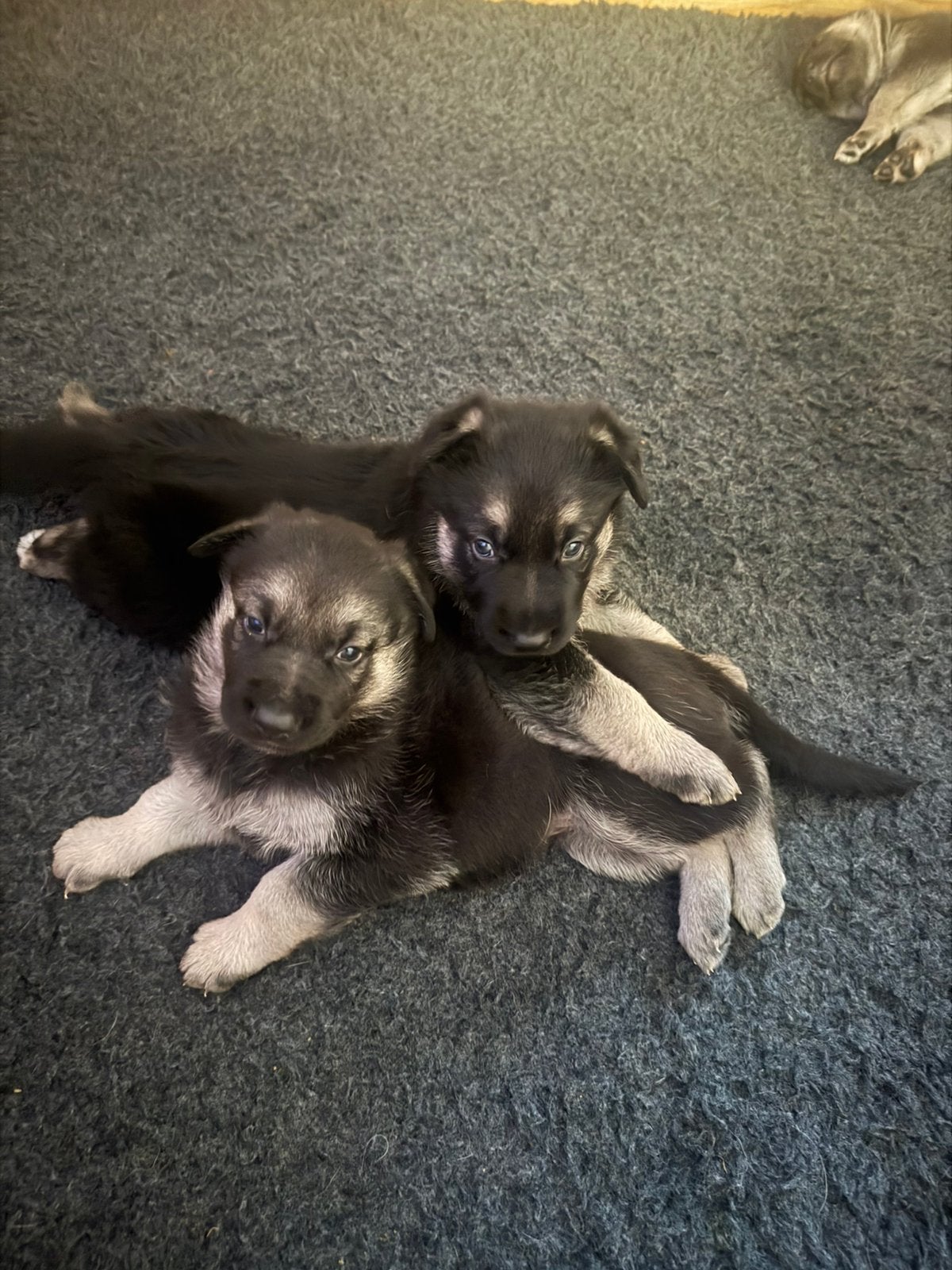 Mooie Oost Europese herder (VEO) pups te koop, 8 tot 15 weken, Meerdere, Meerdere dieren, Herder