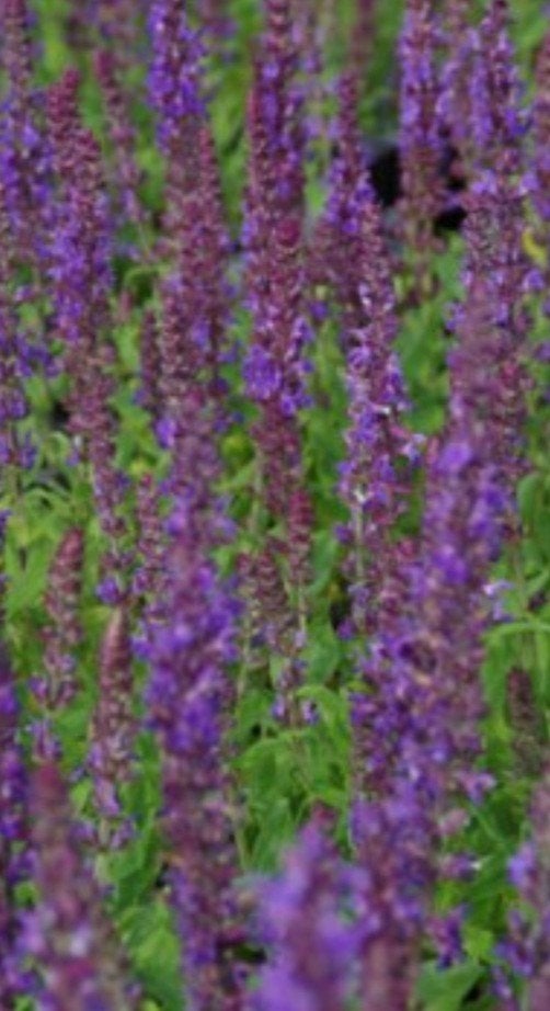Salvia nemorosa 'Blaukonigin' - P9 pot, Overige soorten, Volle zon, Vaste plant, Ophalen of Verzenden