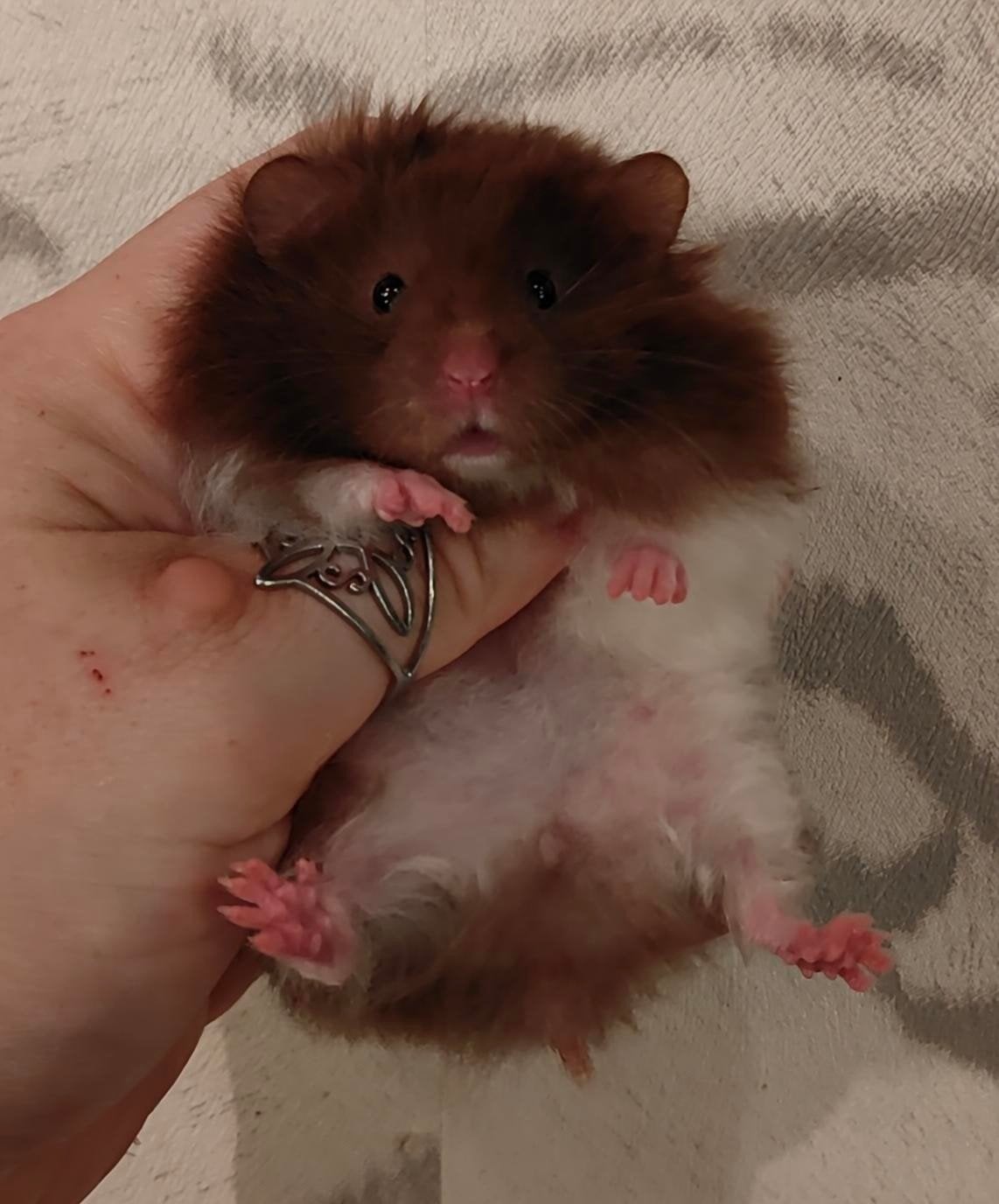 Jonge Syrische Hamsters/ Goudhamsters, Hamster, Augustus, Meerdere dieren, Tam