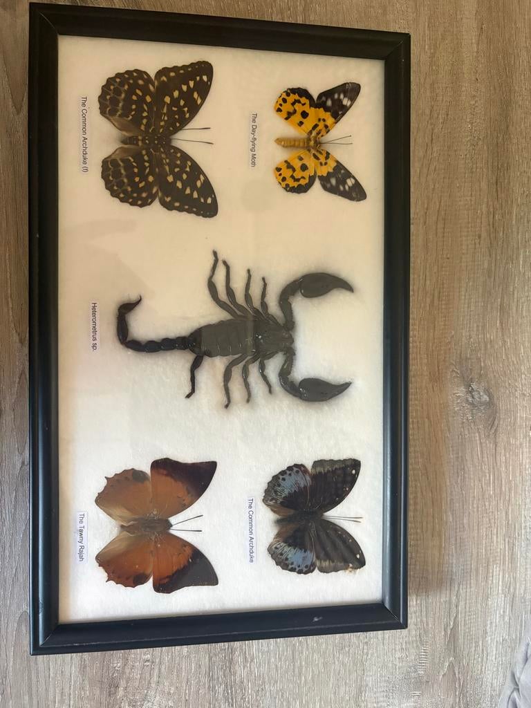 Ingelijste vlinders en schorpioen - Taxidermie, Verzenden, Gebruikt, Insect, Opgezet dier