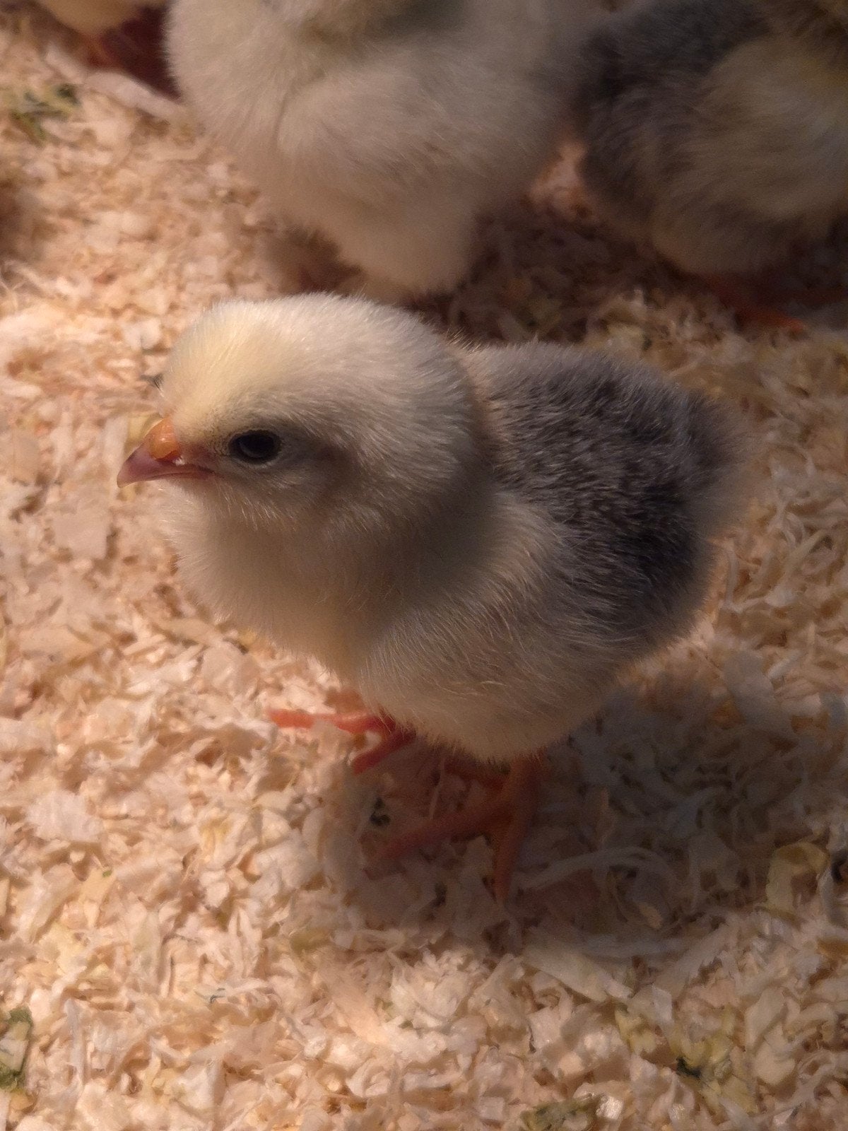 Wyandotte kriel Colombia kuikentjes, Dieren en Toebehoren, Pluimvee, Geslacht onbekend, Kip