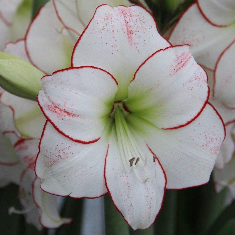 Amaryllis bol Picotee, mooie forse bollen, Ophalen of Verzenden