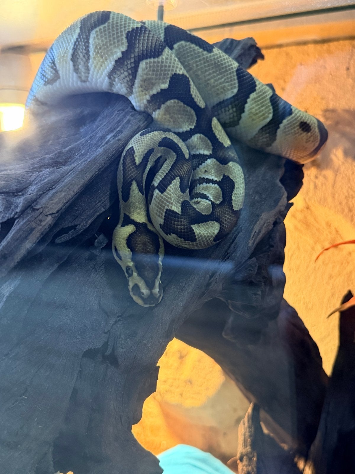 Ball python Ball Python photo 4