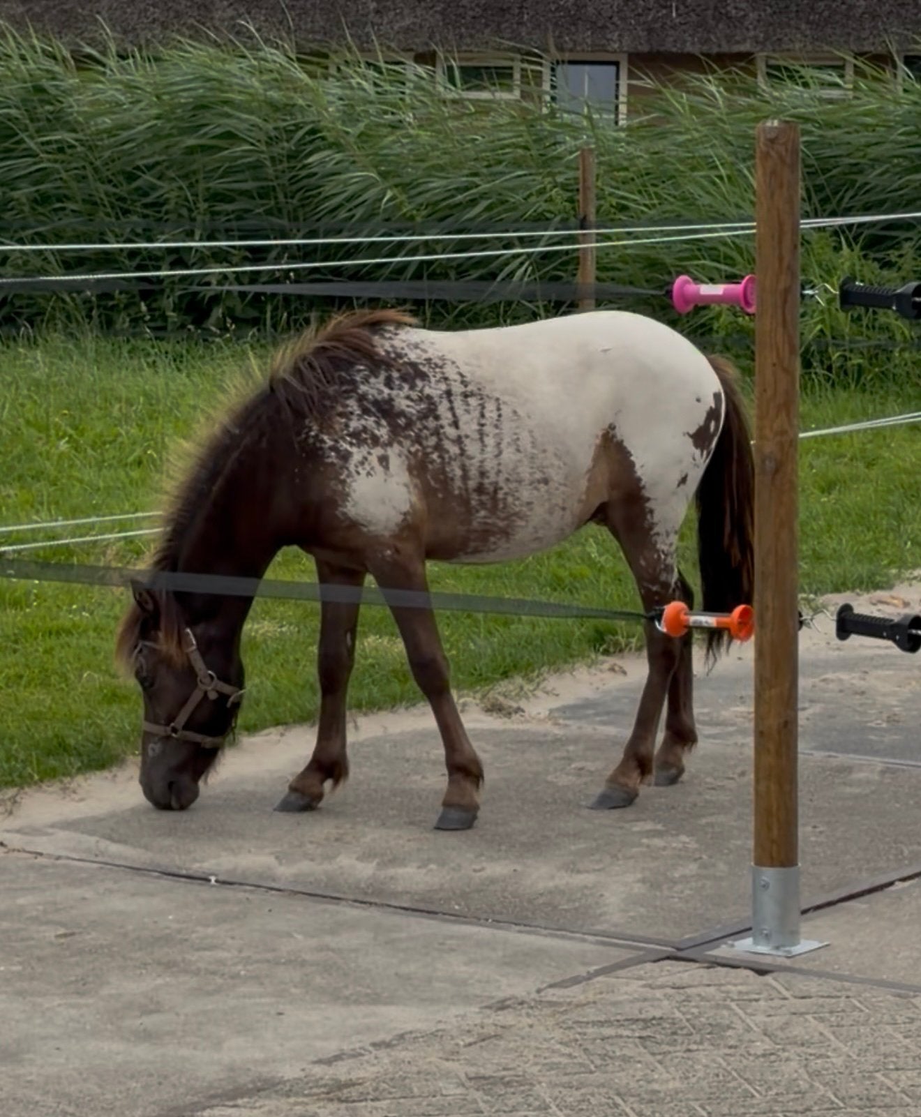 Te ruil of te koop appaloosa hengst 1 jaar, Dieren en Toebehoren, Pony's, Hengst, A pony (tot 1.17m), 0 tot 2 jaar