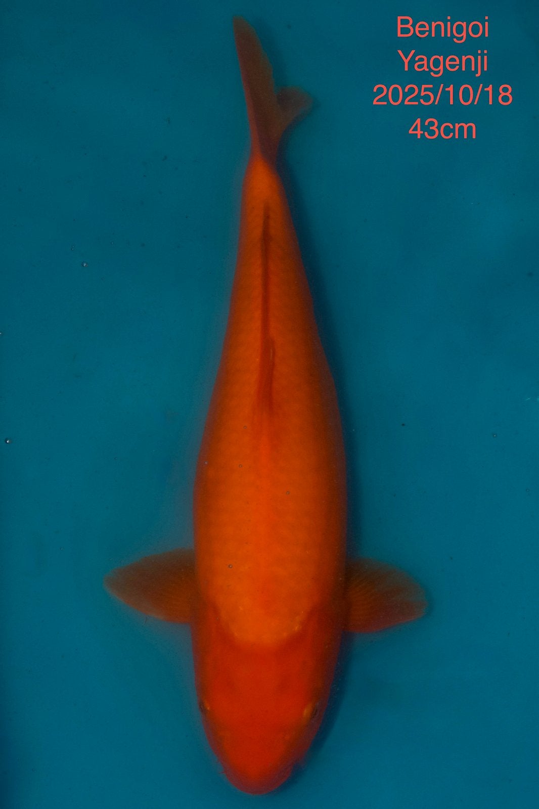 Benigoi/Karashigoi, Dieren en Toebehoren, Vissen | Vijvervissen, Karper of Koi