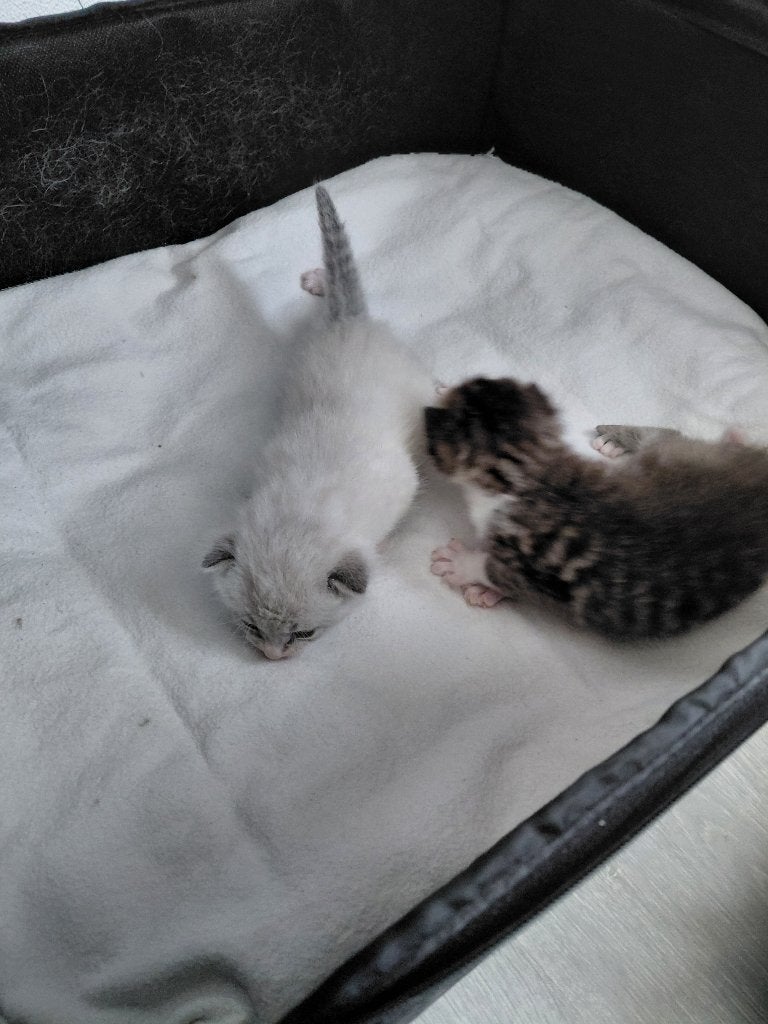 Katertje grijs tijger, Dieren en Toebehoren, Katten en Kittens | Overige Katten, Kater, Kortharig, 0 tot 2 jaar