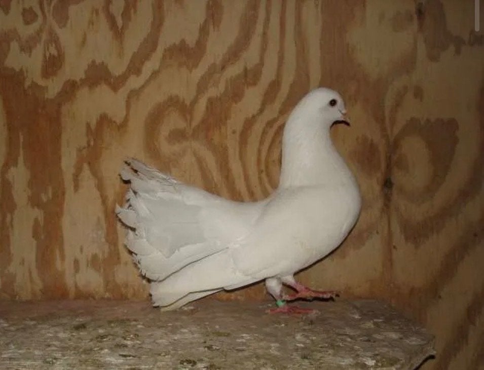 Pauwstaart Duiven, Meerdere dieren, Overige soorten