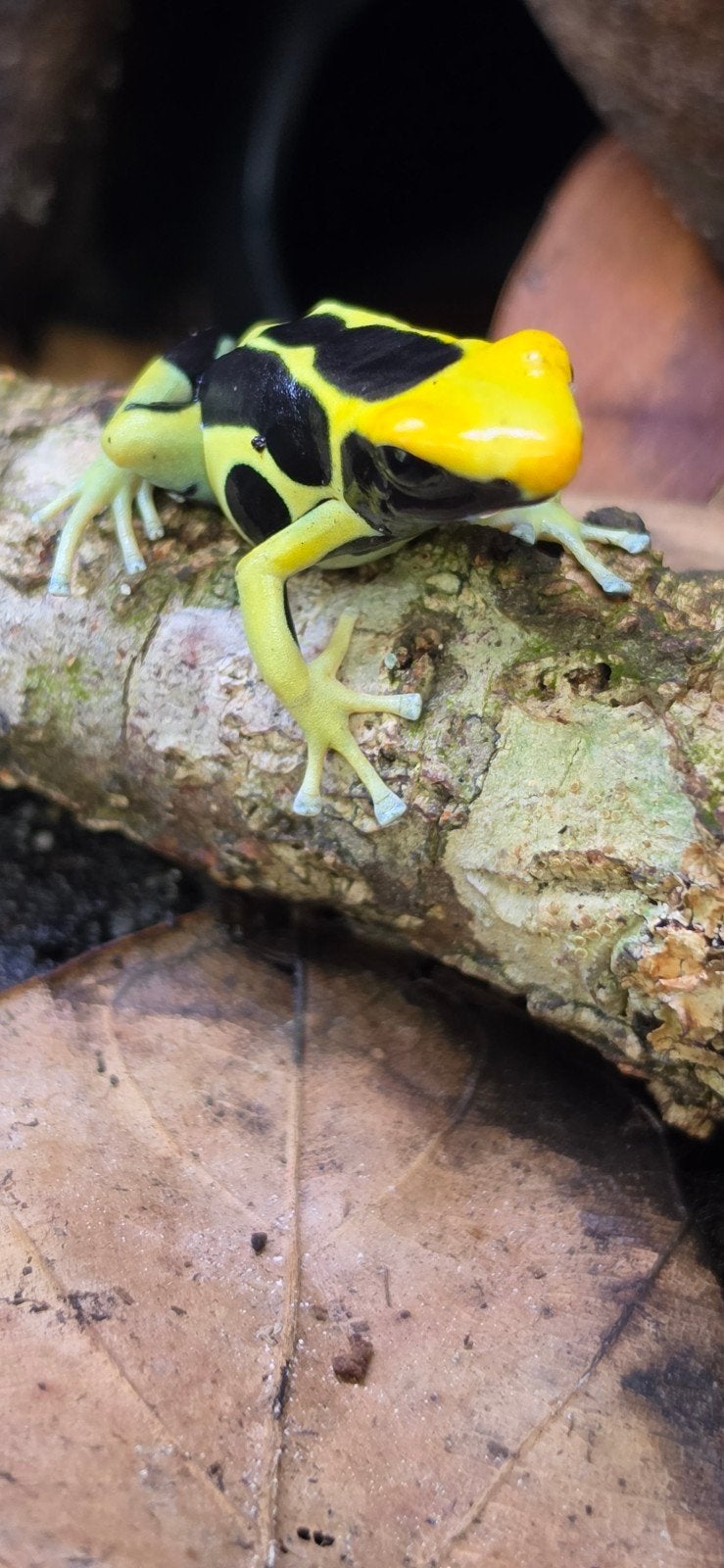 dendrobates tinctorius regina, Dieren en Toebehoren
