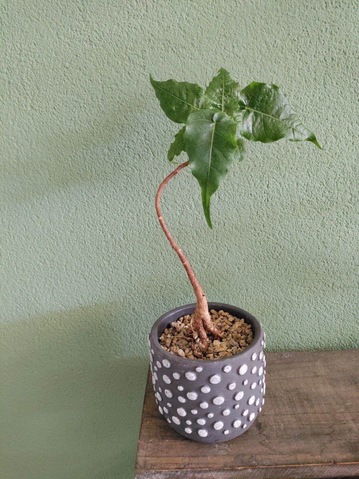 Bodhiboom bonsai, Ophalen, Halfschaduw, Minder dan 100 cm
