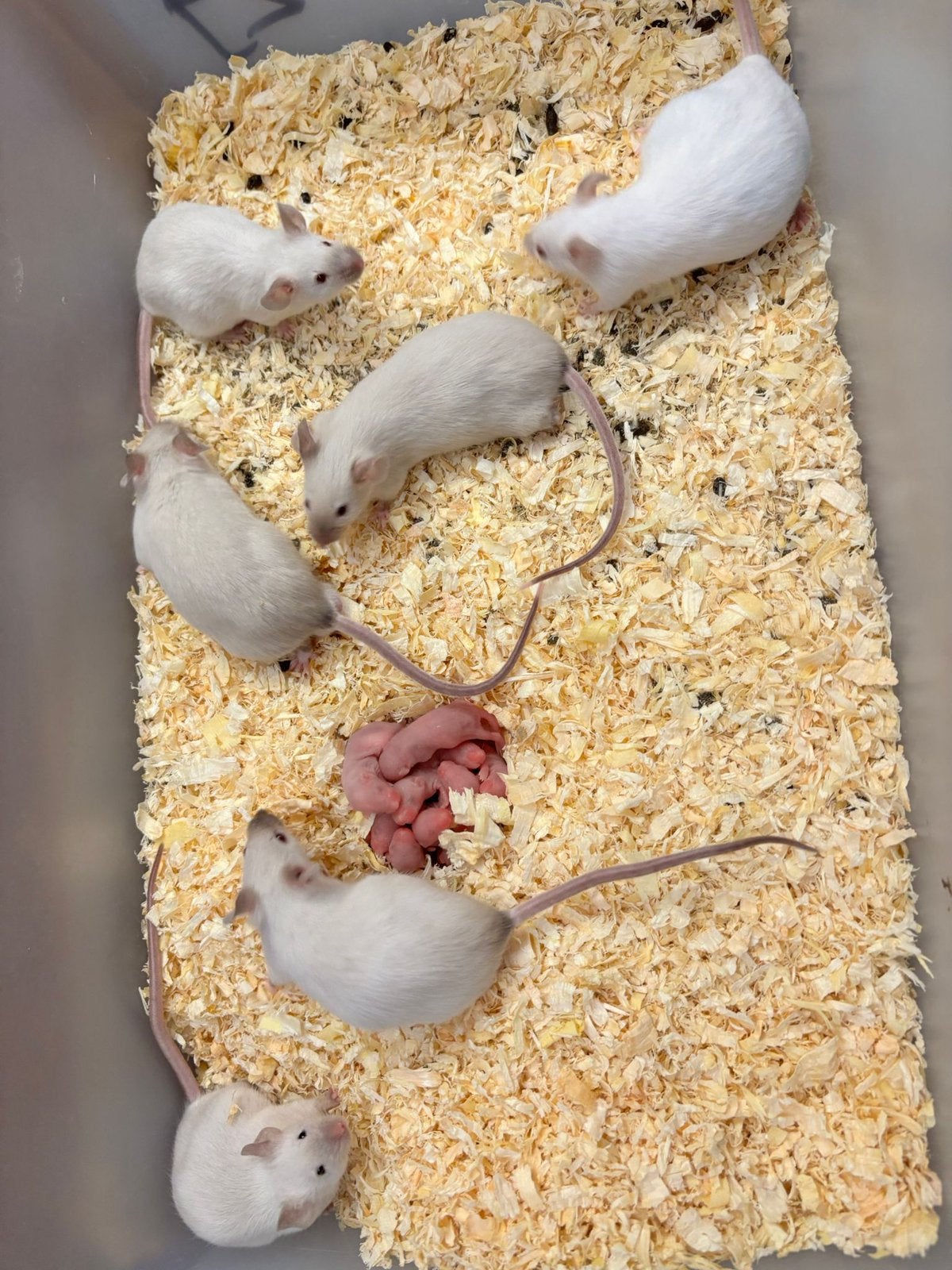 Voeder/kleurmuizen alle leeftijden, Dieren en Toebehoren, Knaagdieren, Muis, Januari, Meerdere dieren, Tam