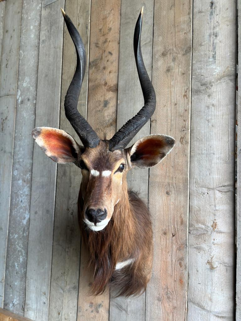 Mooi opgezette Nyala, Verzamelen, Dierenverzamelingen, Ophalen, Zo goed als nieuw, Wild dier, Opgezet dier