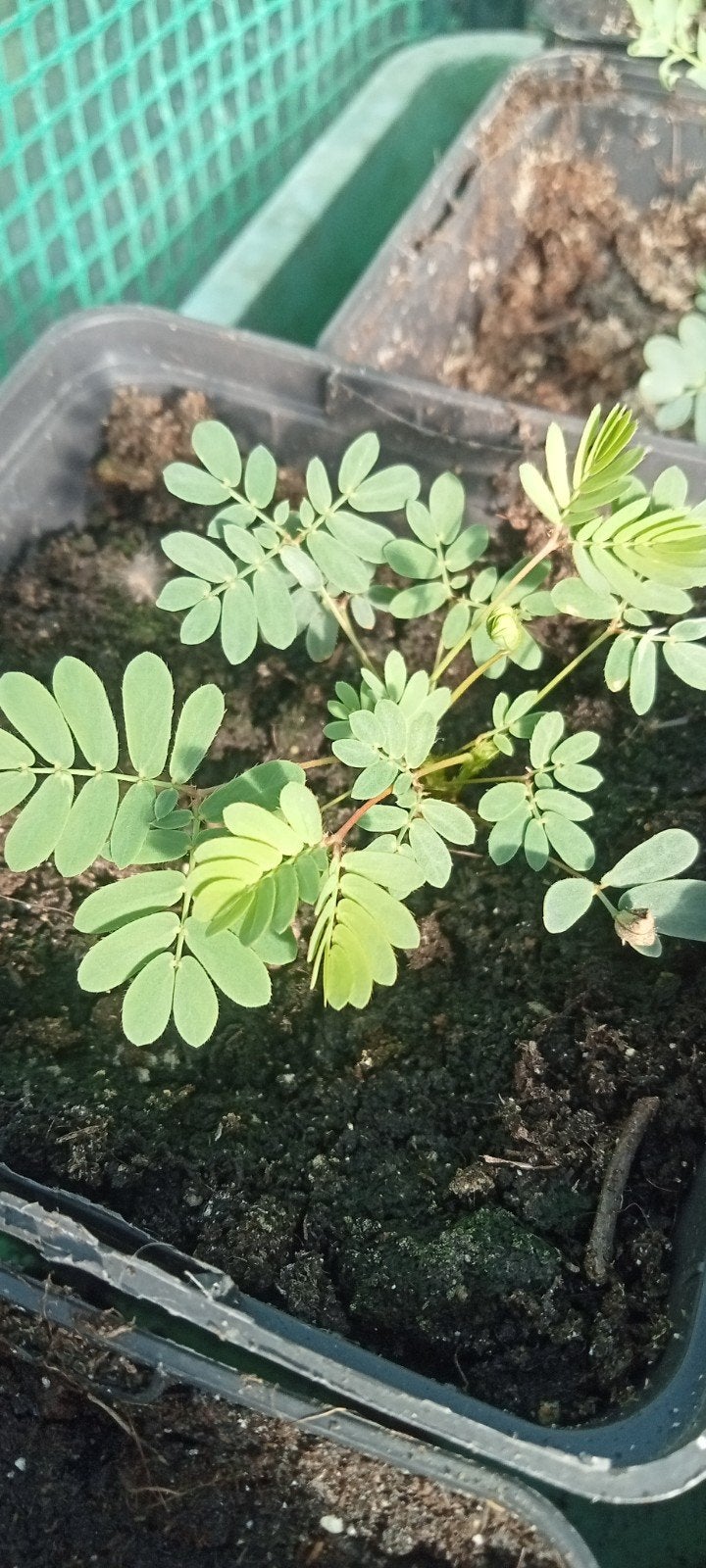Mimosa pudica - Kruidje roer mij niet planten, Overige soorten, Volle zon, Vaste plant, Ophalen of Verzenden