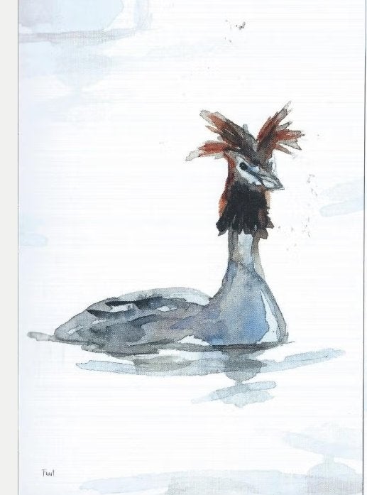 Ansichtkaarten van watervogels fuut-zwaan en een eend, Verzenden, 1980 tot heden, Ongelopen, Vogel