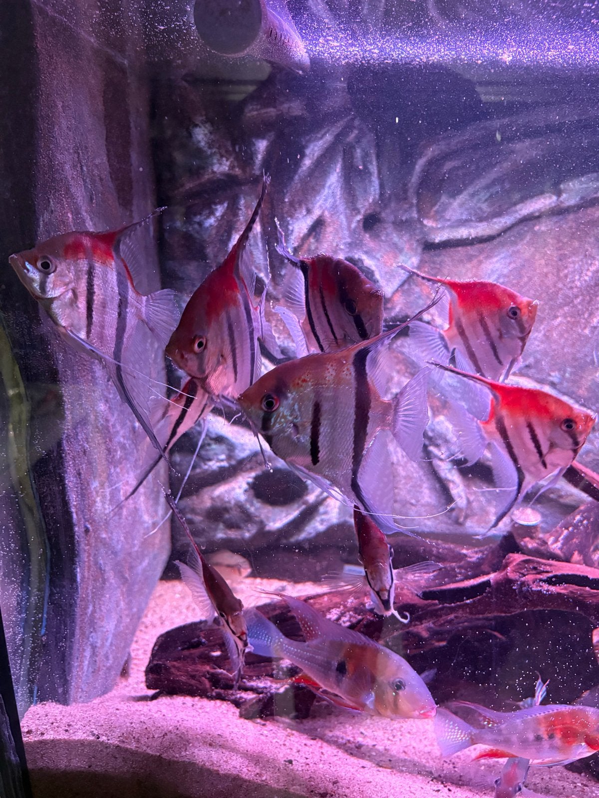 9 xxl Pterophyllum scalare manacapuru red back maanvissen, Vis