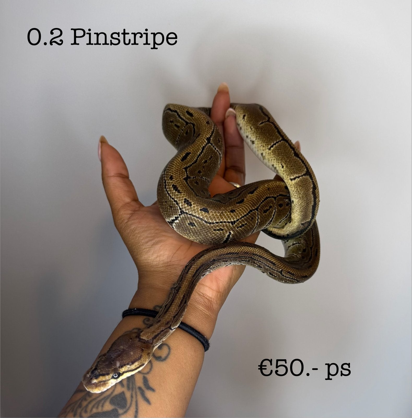 0.2 Pinstripe NK25, Dieren en Toebehoren, Slang, 0 tot 2 jaar
