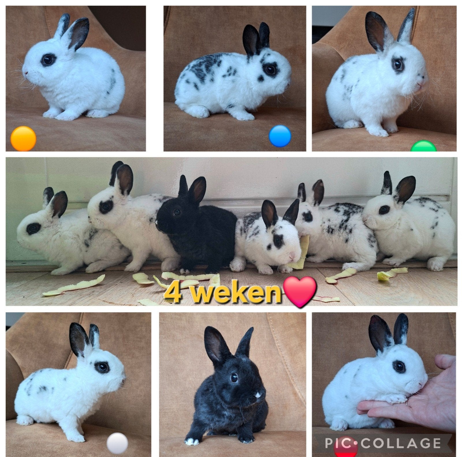 Rex dwerg konijntjes beschikbaar Mogen verhuizen., Dieren en Toebehoren, Mannelijk, Dwerg, 0 tot 2 jaar
