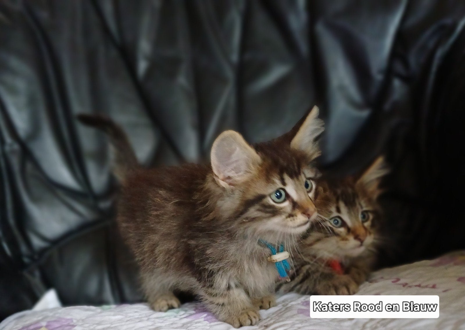 Bonny met haar kittens 2 katertjes nog te koop, Meerdere dieren, Met stamboom, 0 tot 2 jaar