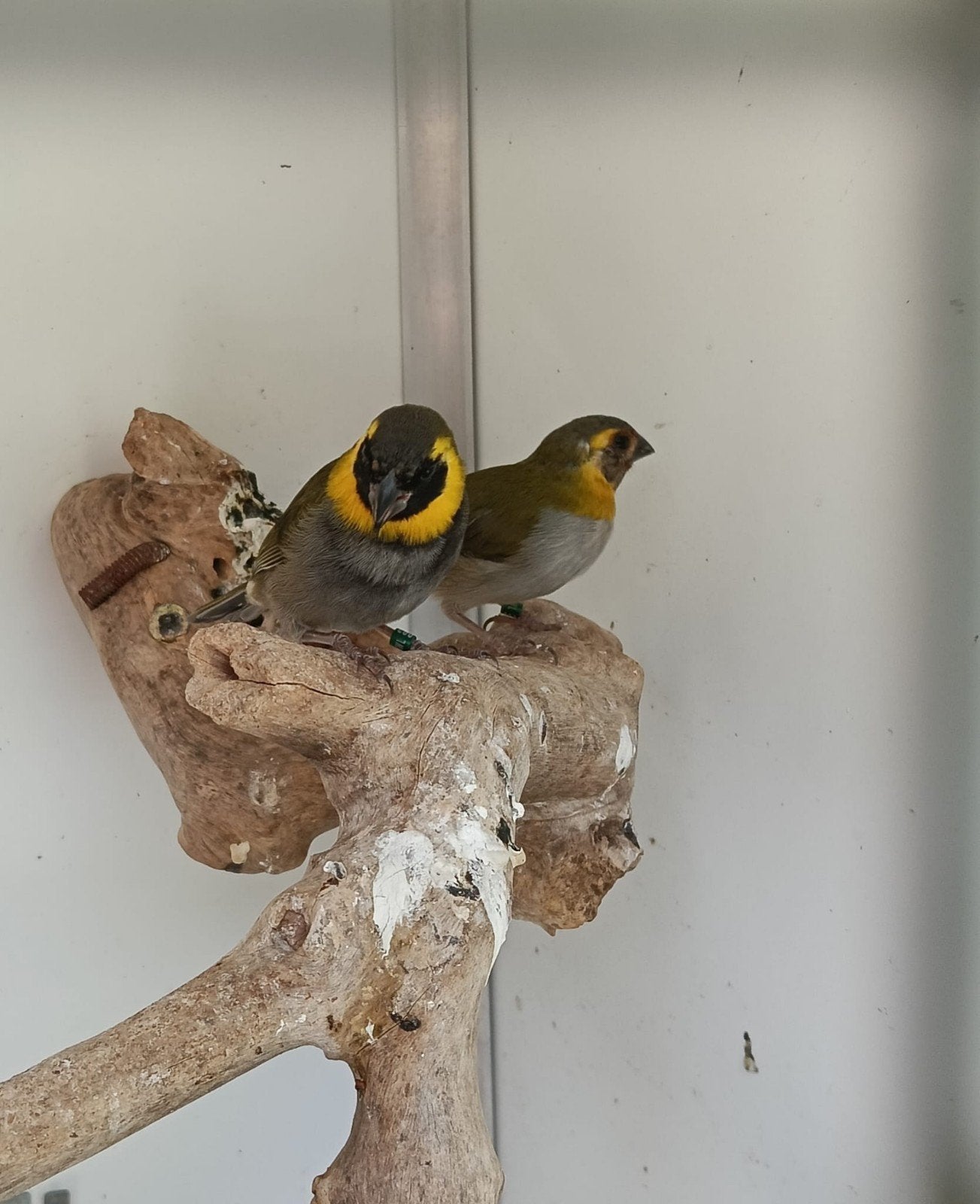 Kleine Cuba vinken, Dieren en Toebehoren, Meerdere dieren