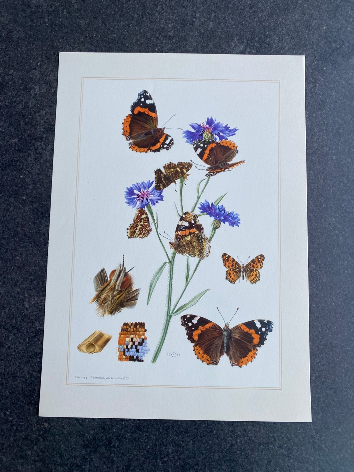 9 prenten insekten soorten vlinders 29x27 cm samen 18 euro, Antiek en Kunst, Ophalen of Verzenden, Natuur en Biologie