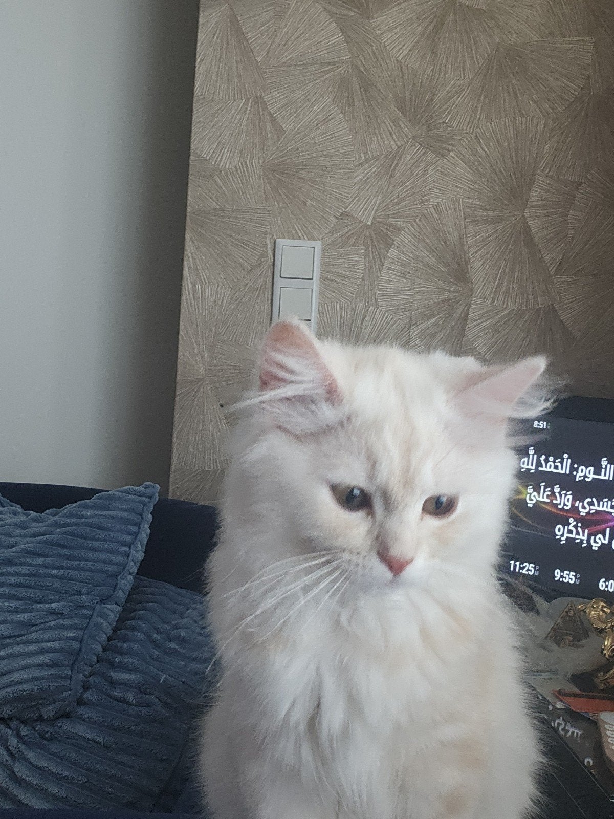Drie mand aud heel mooi kittens
