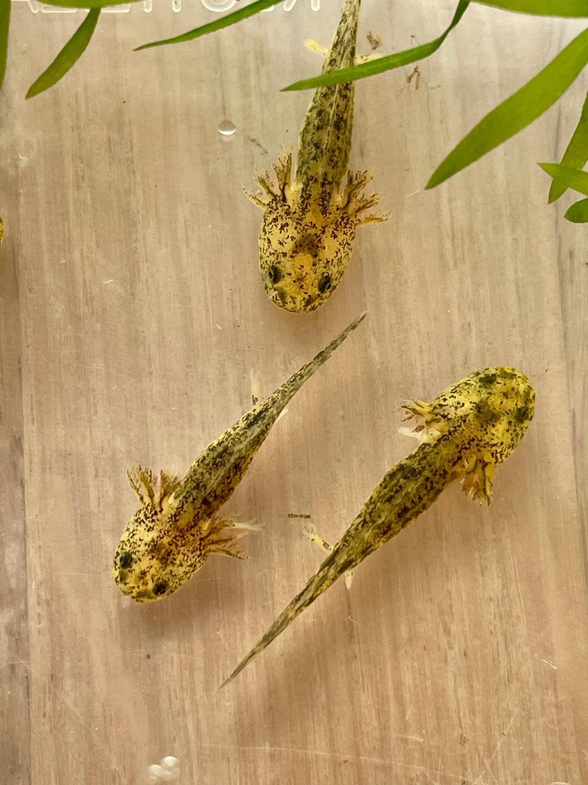 Axolotl, salamander, Ambystoma Mexicanum, Dieren en Toebehoren, Overige typen