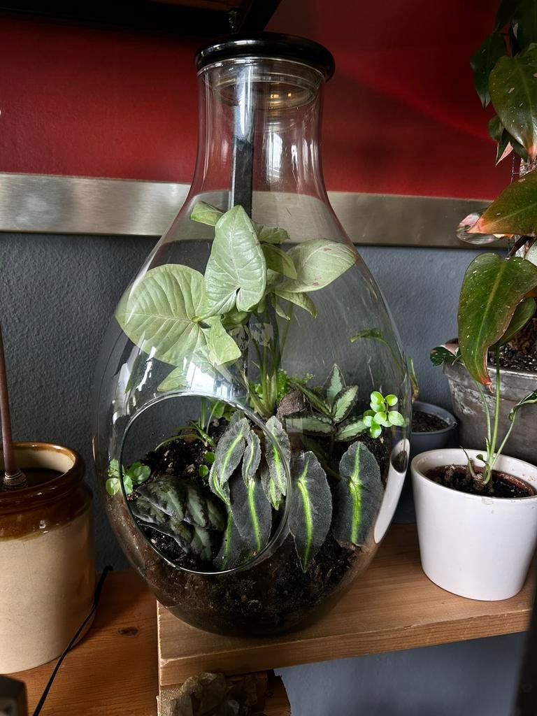 Terrarium met diverse planten: Syngonium, Begonia, Varen, Huis en Inrichting, Kamerplanten, Ophalen, Overige soorten, Halfschaduw