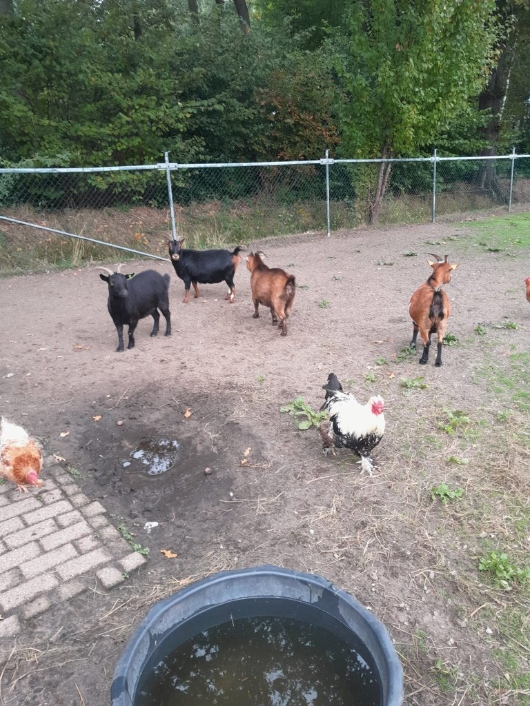 Geiten ruil of koop, Vrouwelijk, Geit