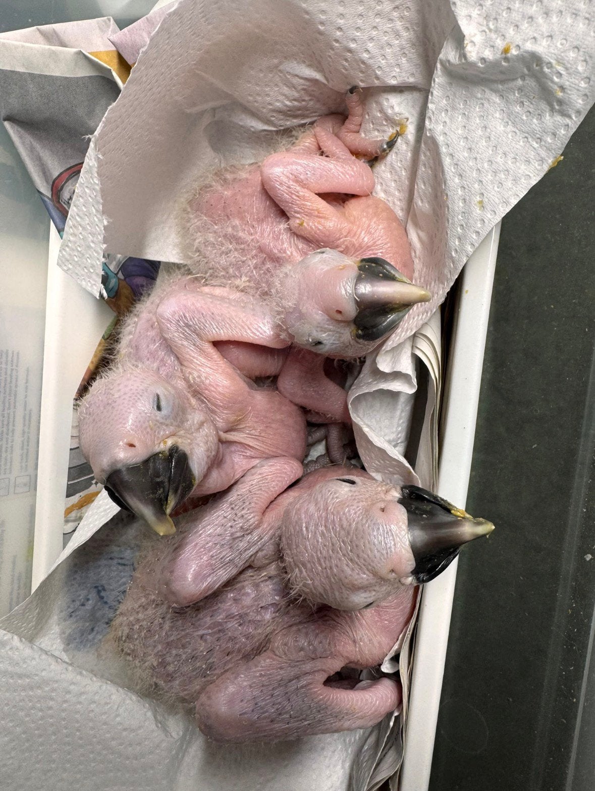 blauw gele aras 2026, Dieren en Toebehoren, Meerdere dieren, Papegaai, Geringd