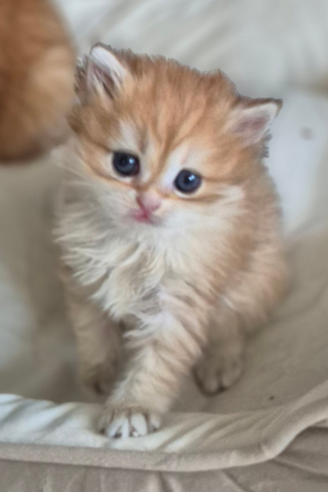britse korthaar en langhaar kittens, Meerdere dieren, 0 tot 2 jaar
