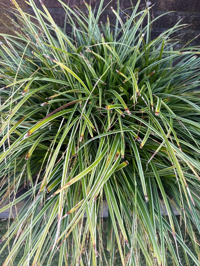 Siergras, Ophalen, Vaste plant, Siergrassen, Volle zon