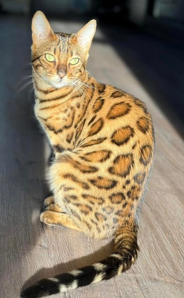 Super mooie bengaal poes met stamboom, Dieren en Toebehoren, Katten en Kittens | Raskatten | Korthaar, Poes, Met stamboom, 3 tot 5 jaar