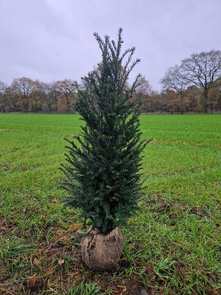 Taxus baccata 🌳 wintergroene haagplant🌳, Tuin en Terras, Planten | Bomen, Ophalen, Bloeit niet, Halfschaduw, Overige soorten