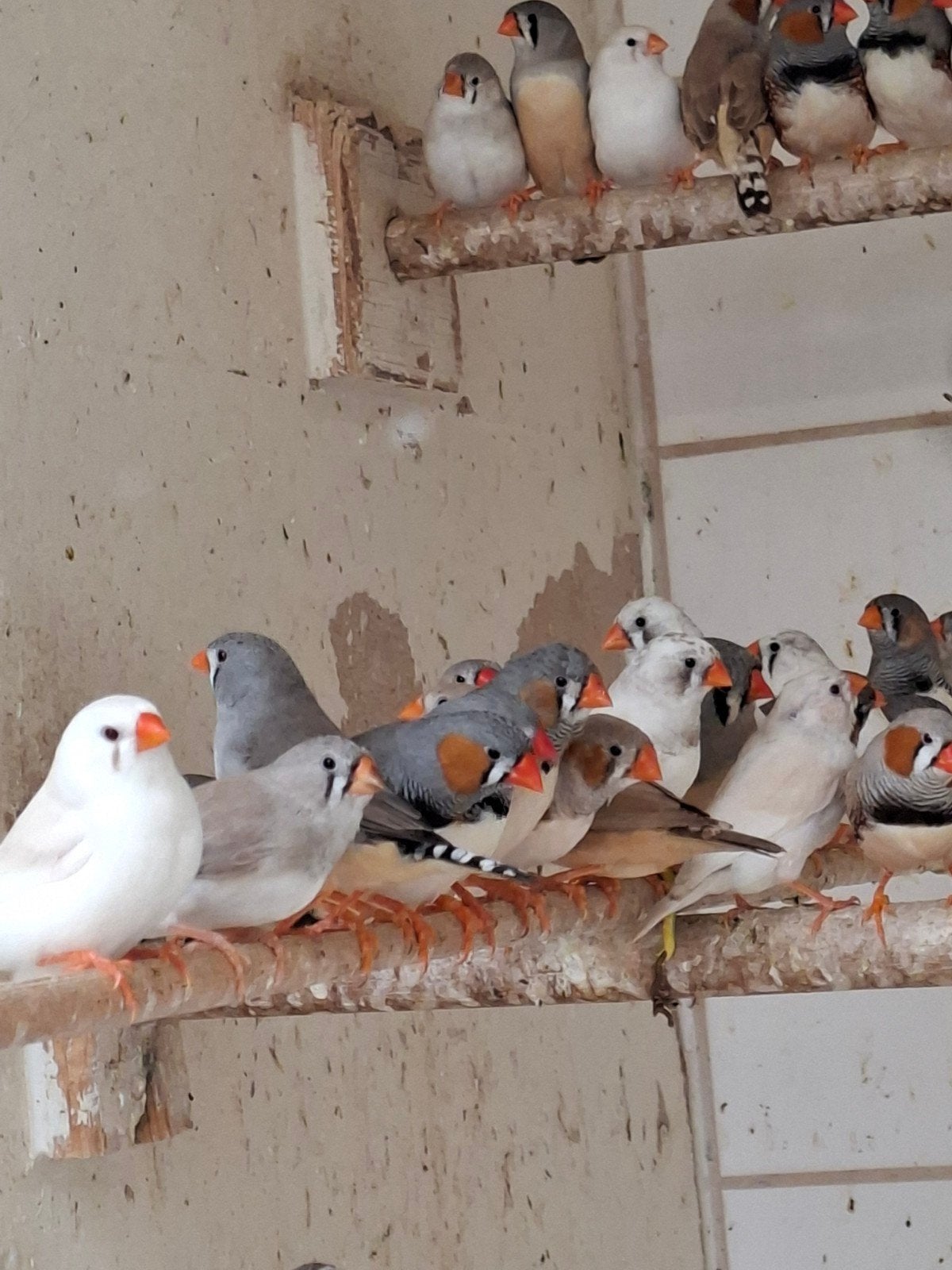 Te koop div tropen, Meerdere dieren, Tropenvogel