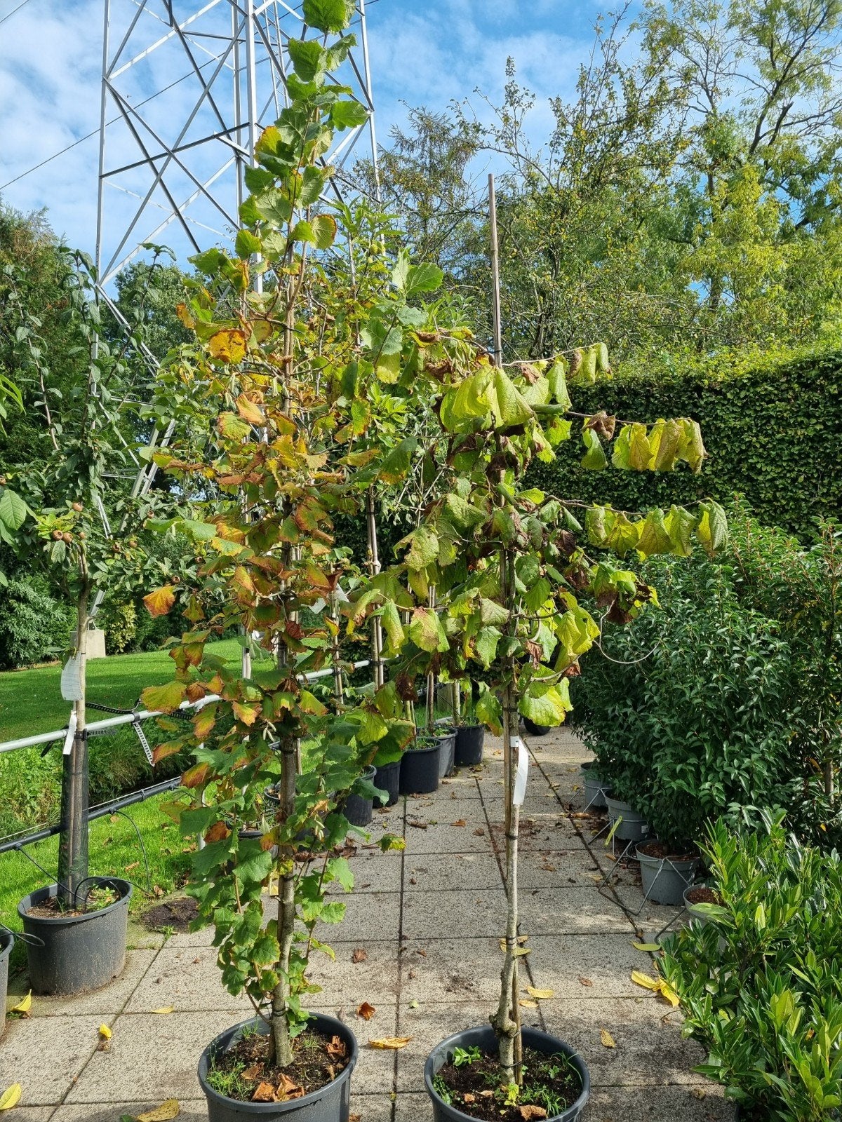2 Hazelaar 175-200 cm hoog, Ophalen, In pot, Overige soorten, 100 tot 250 cm