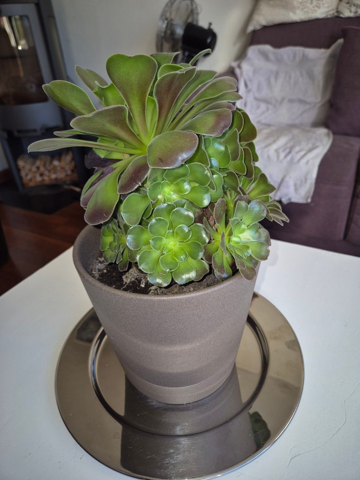 Mooie vetplant in pot - Ideaal voor elk interieur, Ophalen, Groen, Zo goed als nieuw, Modern