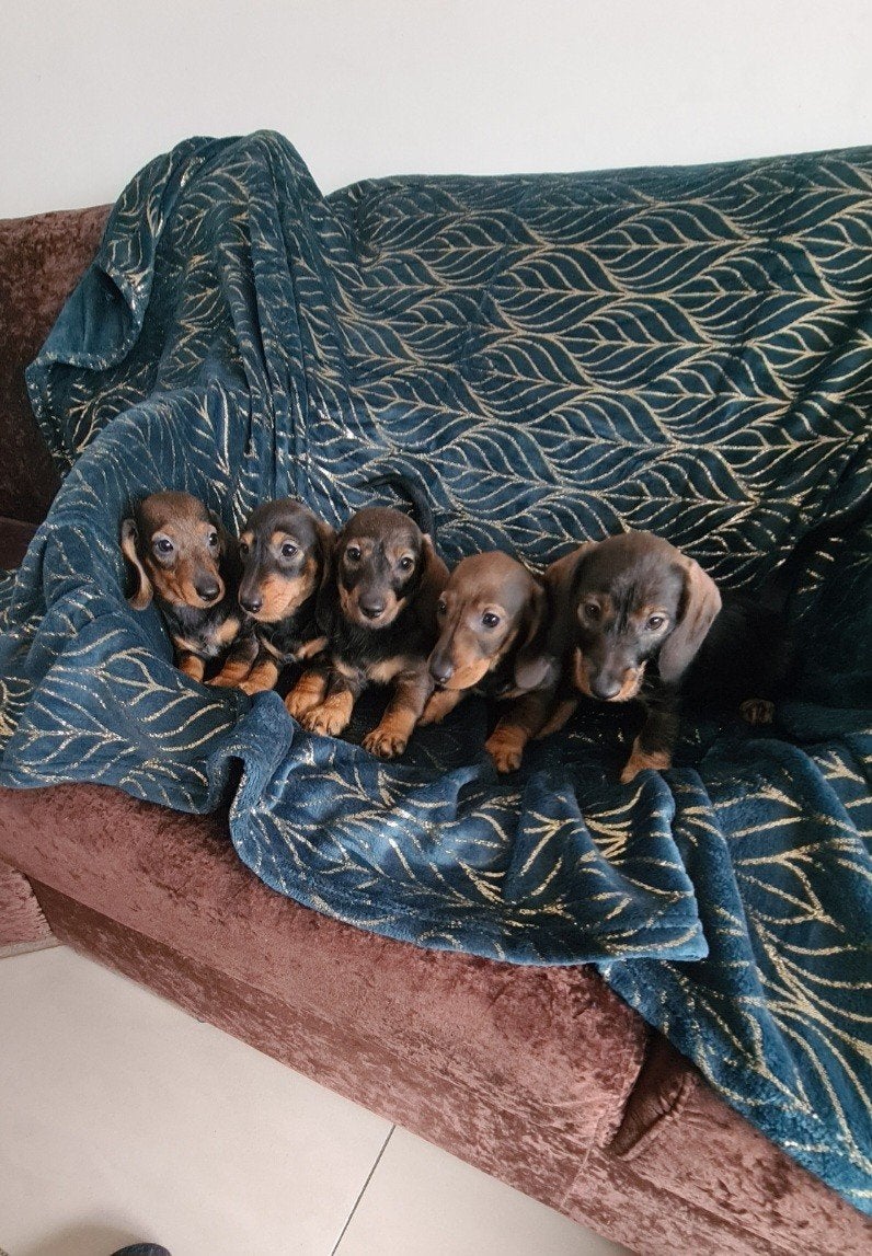 Nestje dwergteckel pups!, Dieren en Toebehoren, Parvo, 8 tot 15 weken, Meerdere, Meerdere dieren
