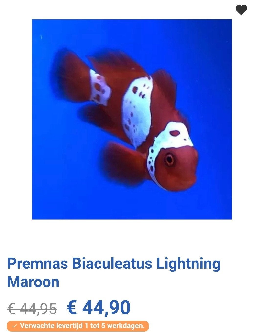 Lightning Maroon Clownvis - ZSM, Dieren en Toebehoren, Vissen | Aquariumvissen, Vis