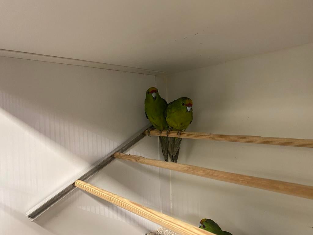 Koppel Geelvoorhoofd Kakariki’s, Meerdere dieren, Parkiet