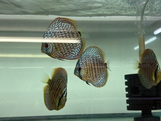 discusvissen,discusvis, Dieren en Toebehoren, Vis, Zoetwatervis, Schoolvis